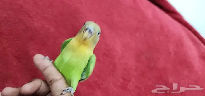 روز اليف وهدد مع الصغير والكبير 1