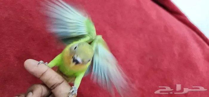 روز اليف وهدد مع الصغير والكبير 3