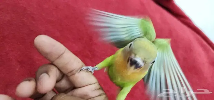 روز اليف وهدد مع الصغير والكبير 2