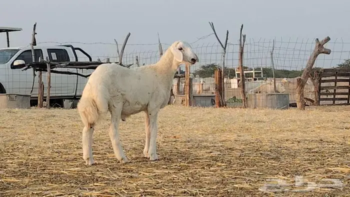طلي فحل مشروط تم البيع 3