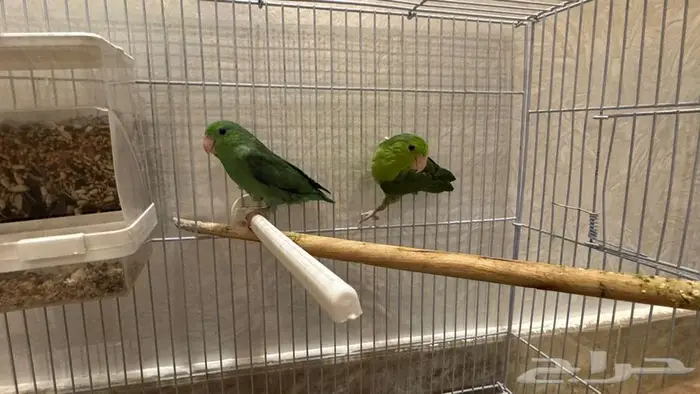 باروليت باروتليت بارتوليت 3