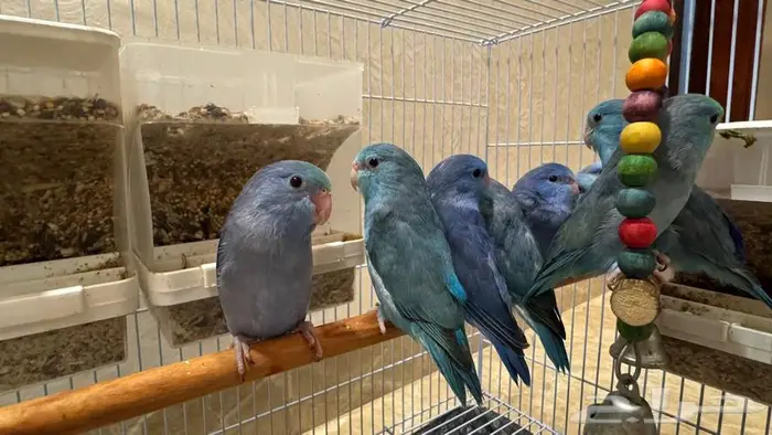 باروليت باروتليت بارتوليت 1