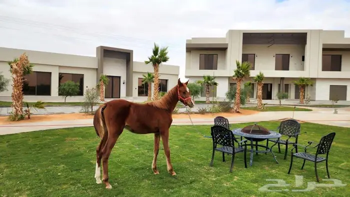 مزرعة للبيع تقع جنوب ثرمدا ب2كيلو مساحتها 52601 متر مربع 3