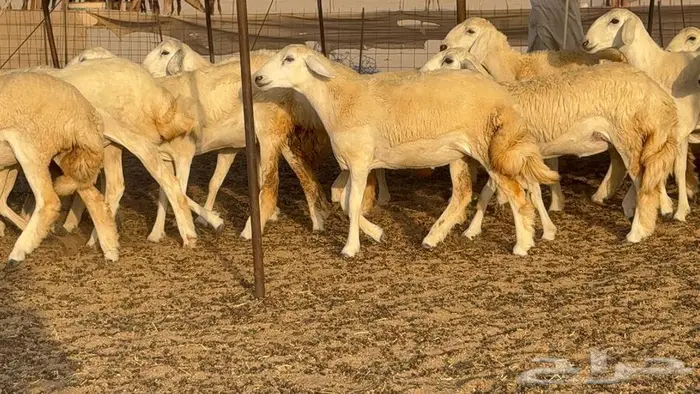 رخال حريات 37 ب 1550 6