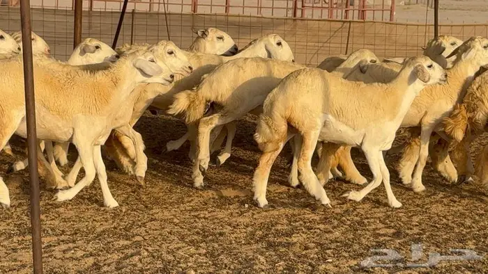 رخال حريات 37 ب 1550 12