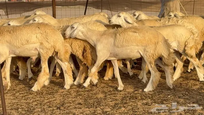 رخال حريات 37 ب 1550 13