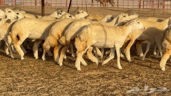 رخال حريات 37 ب 1550 10