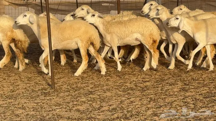 رخال حريات 37 ب 1550 4