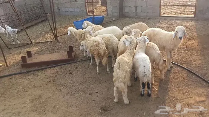 بهم تربيه 2