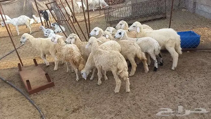 بهم تربيه 0