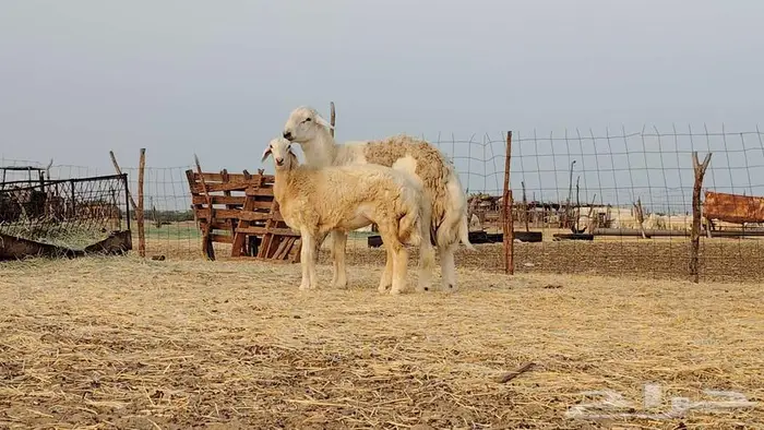 طلي فحل مشروط تم البيع 1