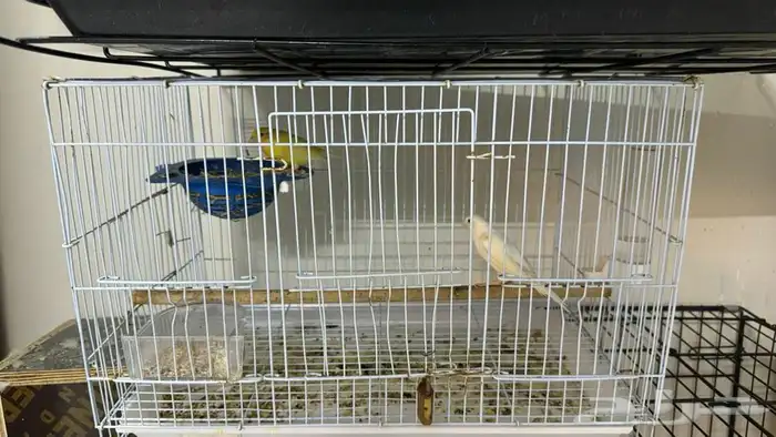 زوج كناري منتج و قريب انتاج 0