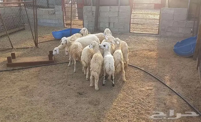بهم تربيه 1