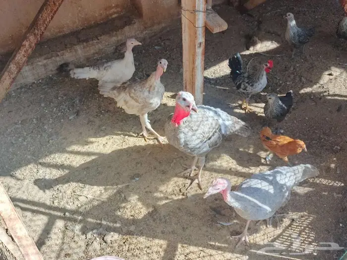فروخ رومي 2
