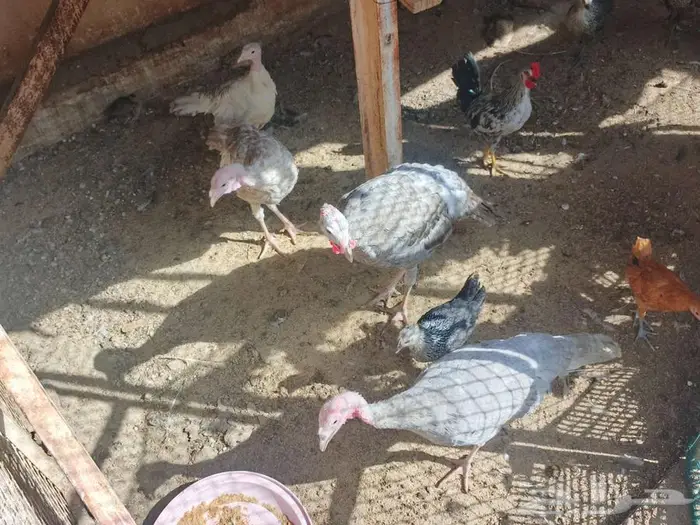 فروخ رومي 3
