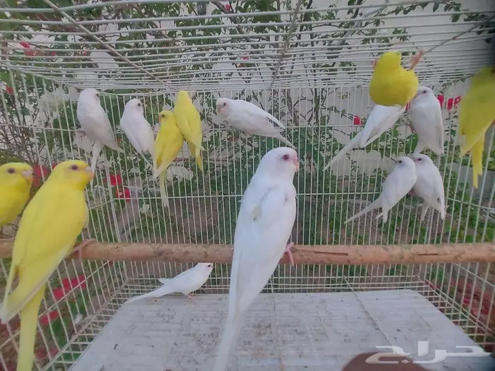 فروخ كنيور - فروخ كروان - طبات بادجي (( تم البيع )) 3