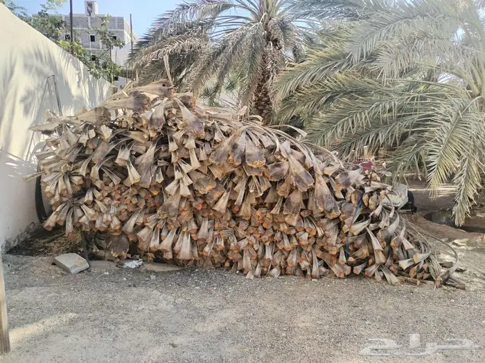 سعف نخل 1