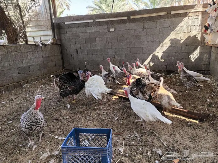 رومي منتج للبيع 1