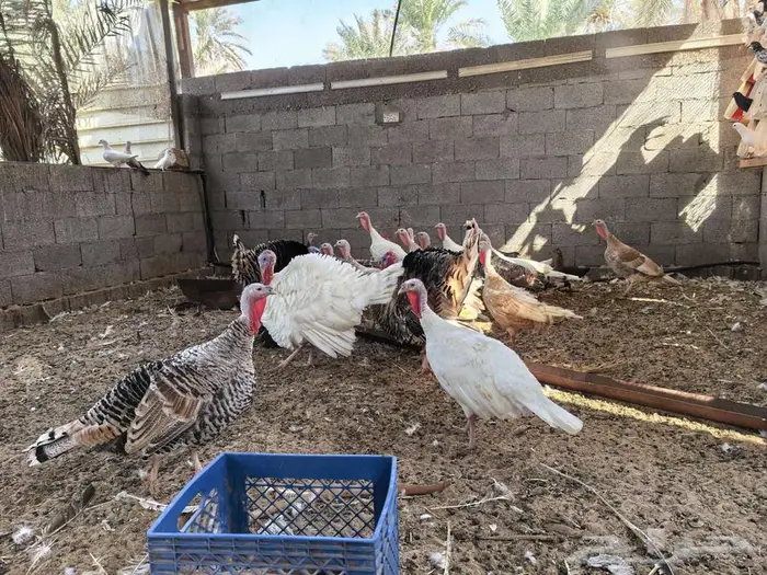 رومي منتج للبيع 0
