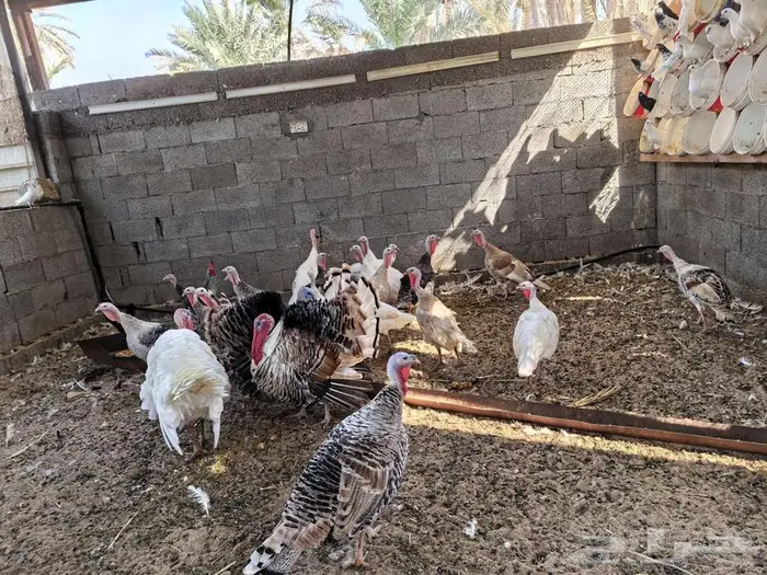 رومي منتج للبيع 3