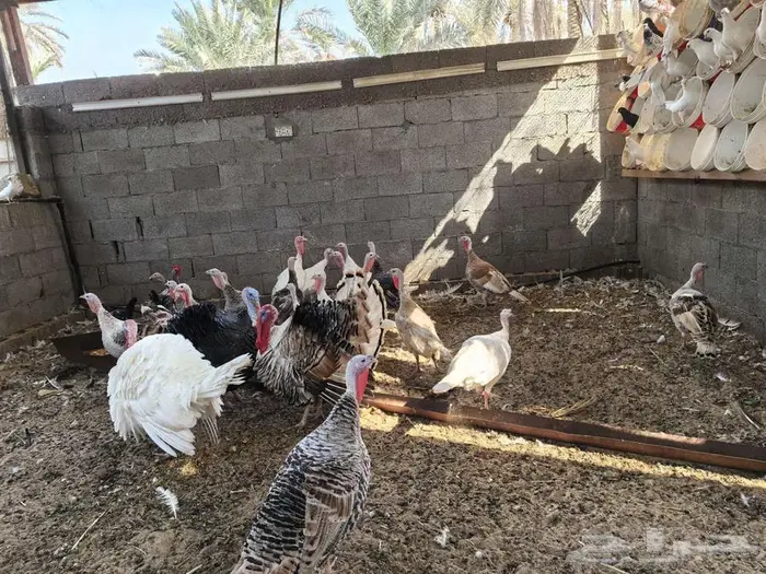 رومي منتج للبيع 4