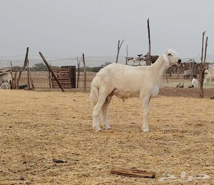 طلي فحل مشروط تم البيع 2