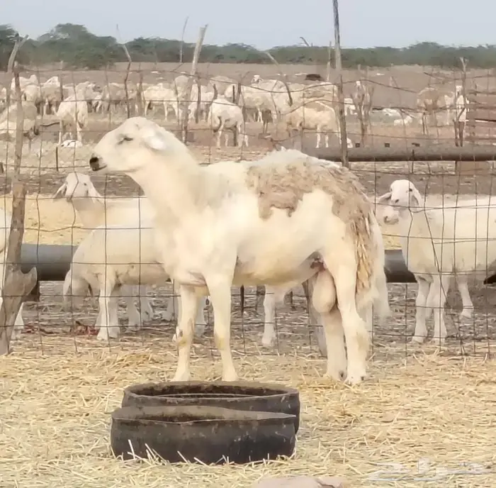 طلي فحل مشروط تم البيع 0