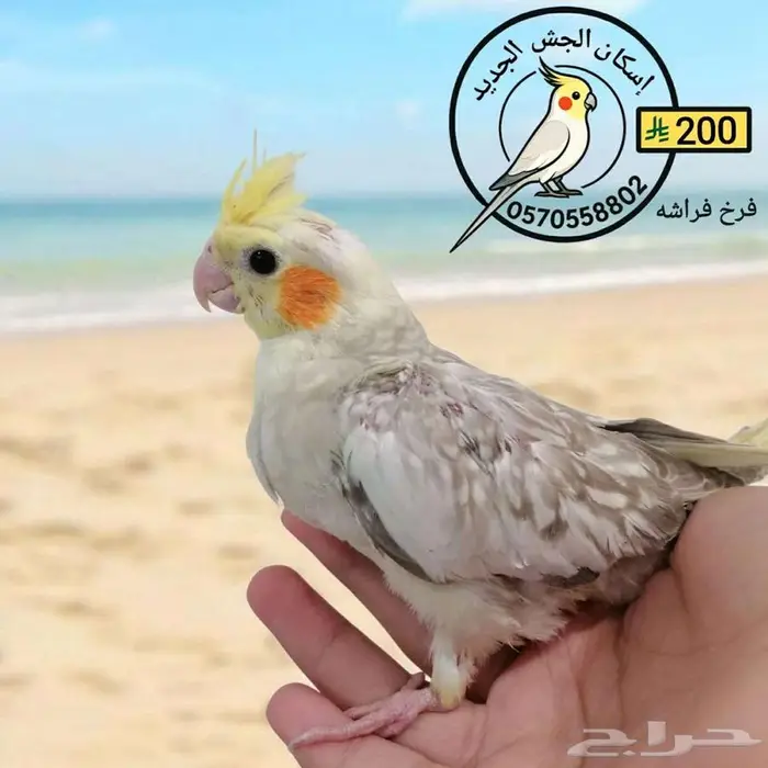 فرخ كوكاتيل فراشة 1