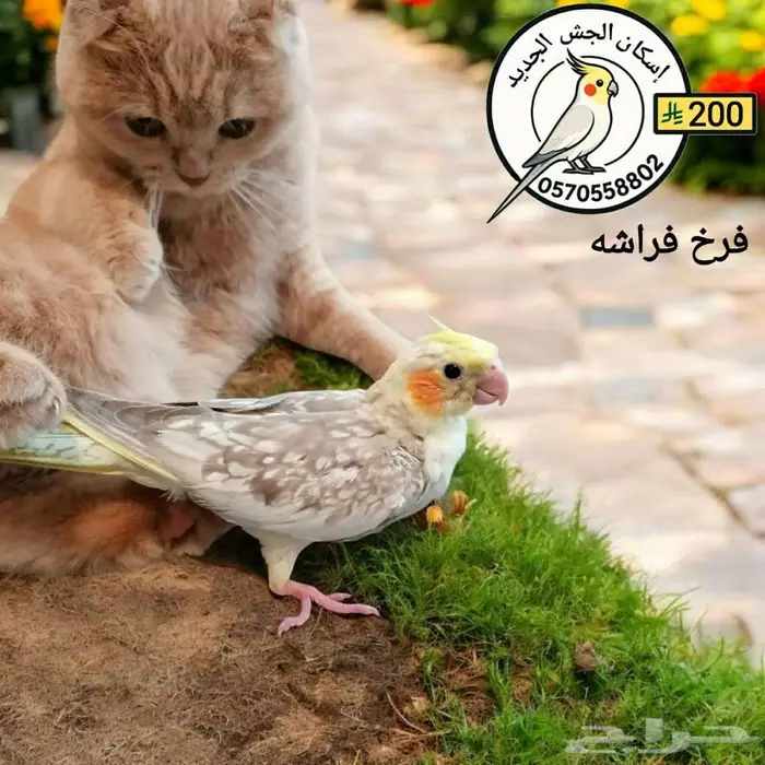 فرخ كوكاتيل فراشة 0