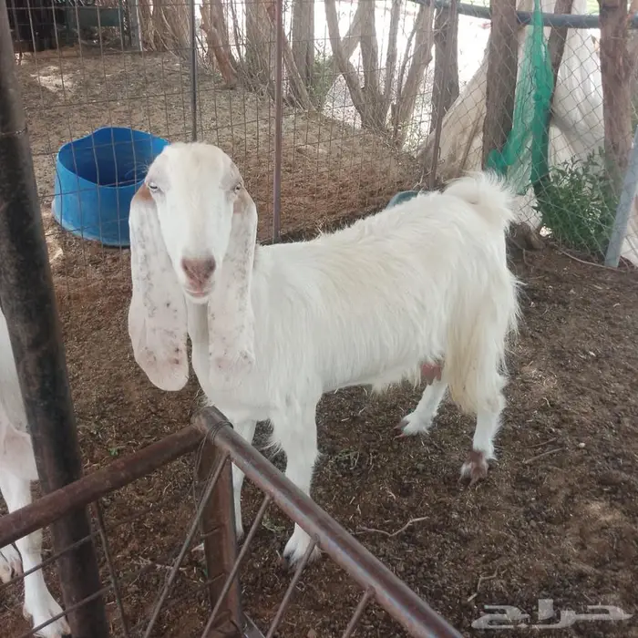 ماعز دفيع 1