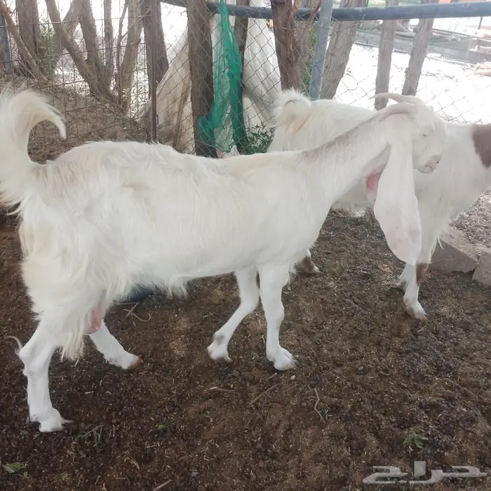 ماعز دفيع 3