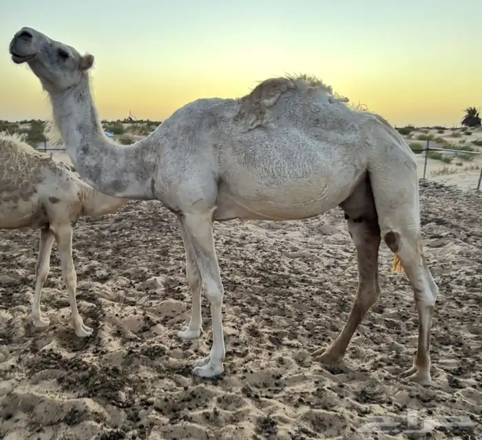 عشرا للبيع بدون ولدها 1