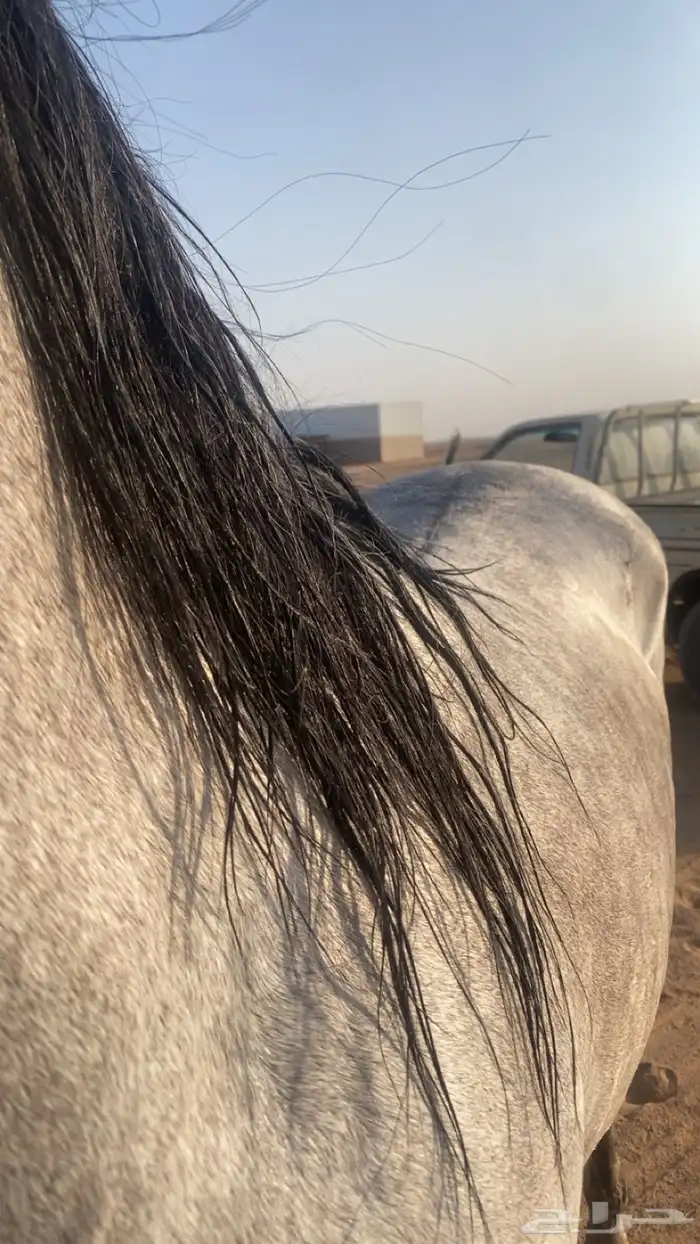 حصان واهو ورق جاهز للنقل 2