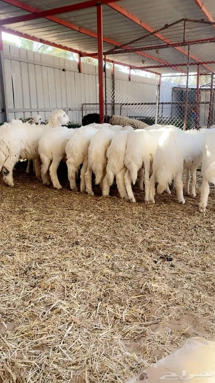 خرفان حري صافي للبيع العدد 8 0