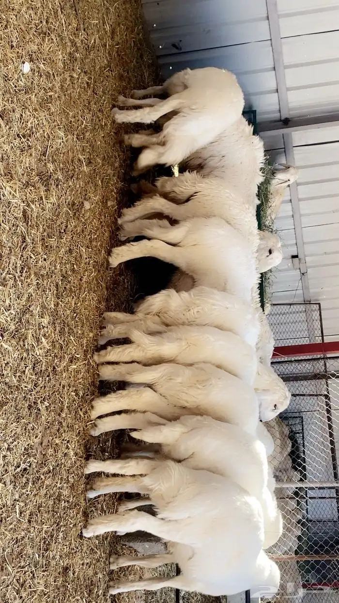 خرفان حري صافي للبيع العدد 8 1