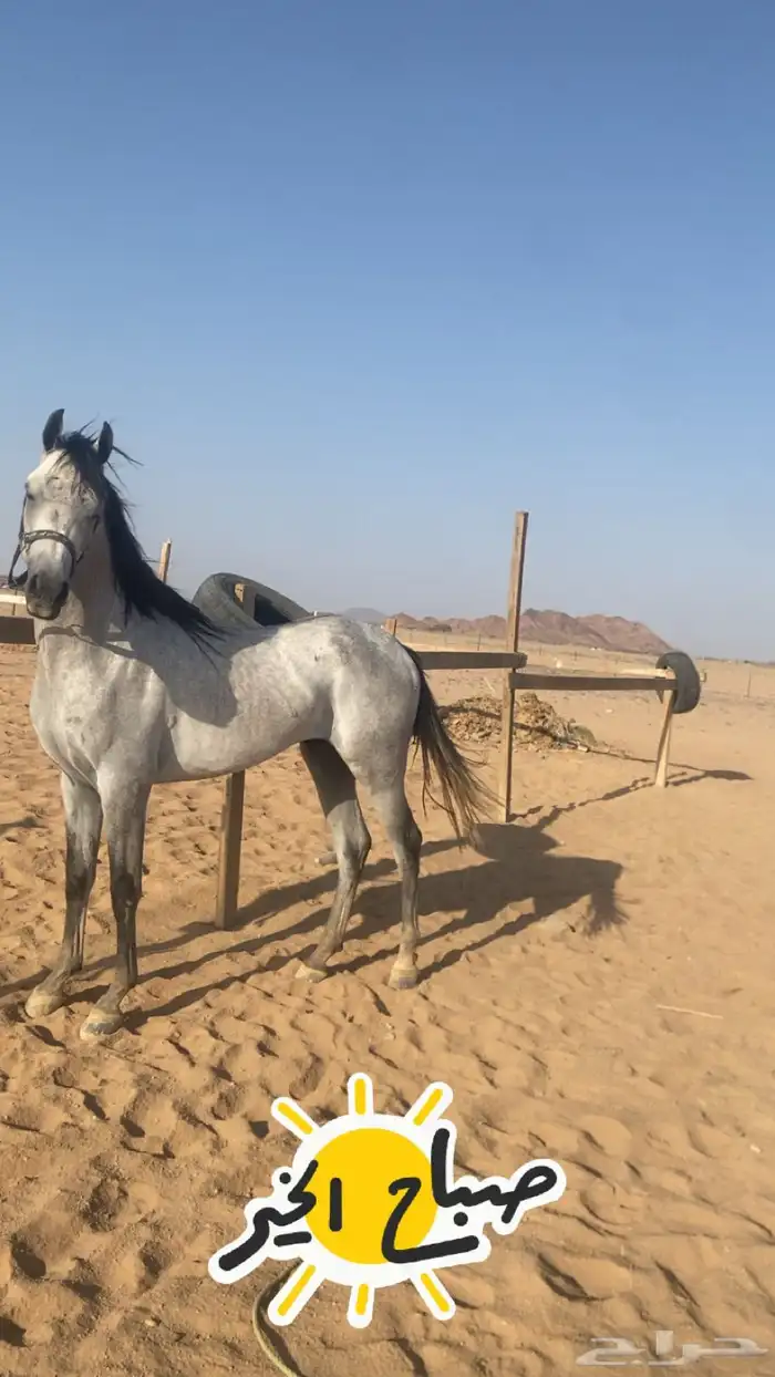 حصان واهو ورق جاهز للنقل 3