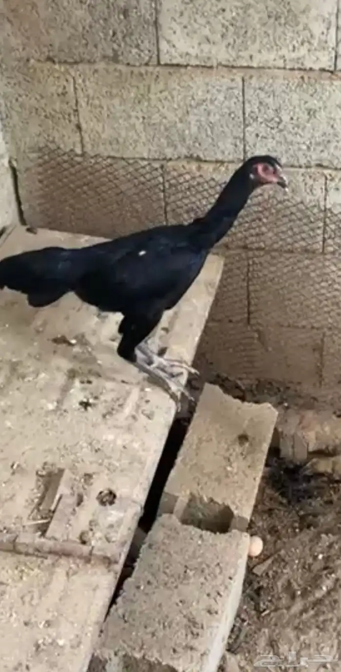 شامو الماني 1