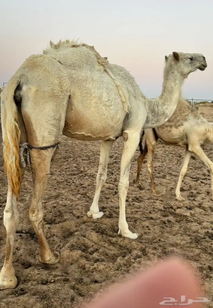 عشرا للبيع بدون ولدها 2
