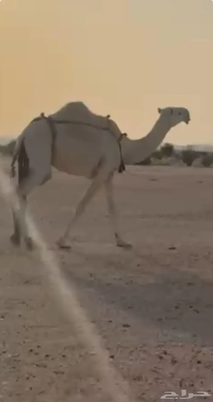ناقة عشرا وضحا ضروبة طيبة 0