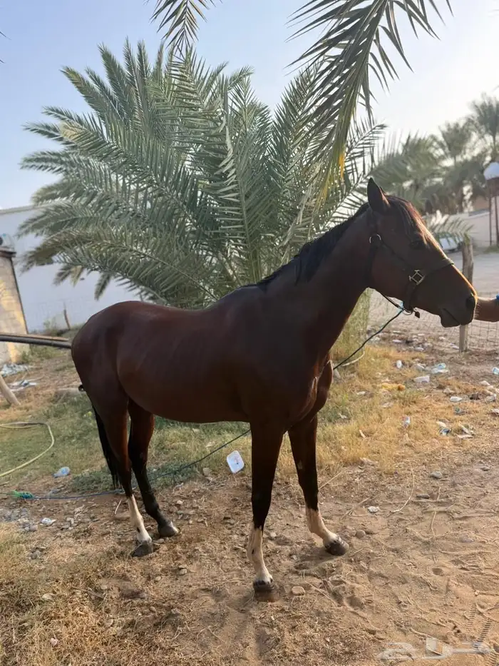 حصان عربي سرعه 4