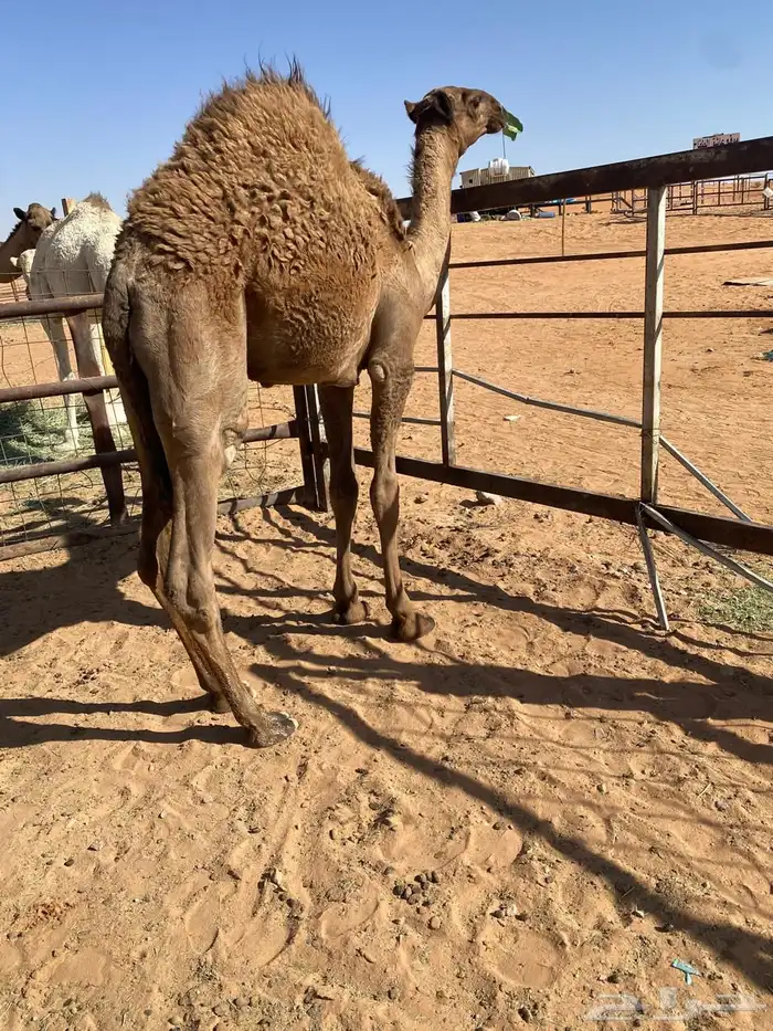 قعدان قصب 0