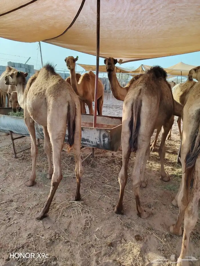 قعدان صومالى مرابي للمناسبات والعزائم لحم يبيض وجهك 1