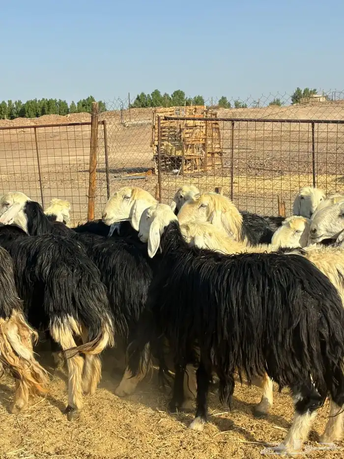ضان نجد 3