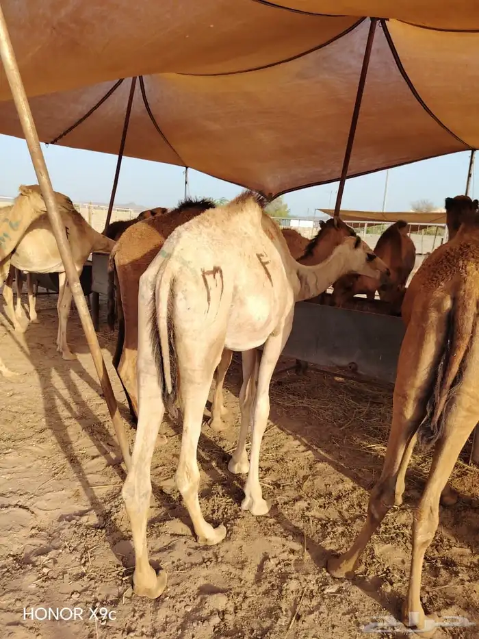 قعدان صومالى مرابي للمناسبات والعزائم لحم يبيض وجهك 0