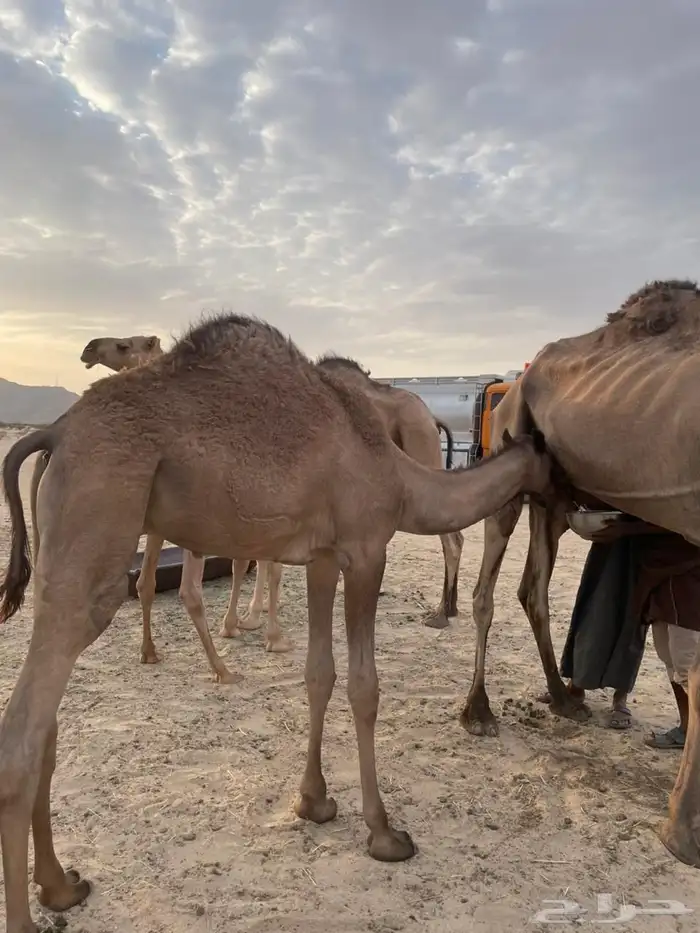 حشوان قعدان مبادي ومقصب ومن مراحي 1