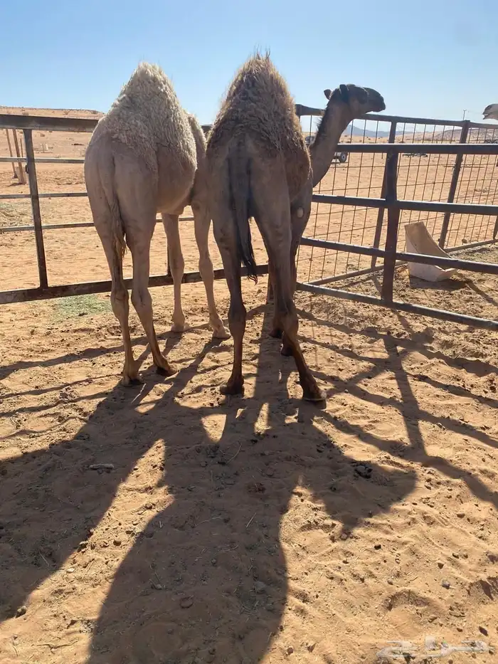 قعدان قصب 2