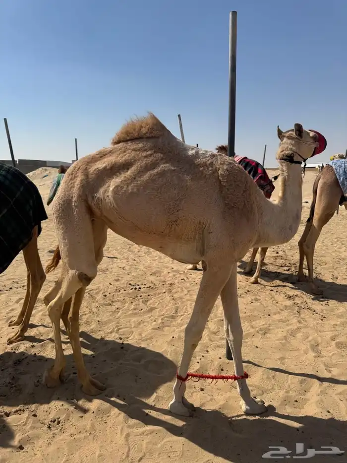 بكره هجن لقيه 0