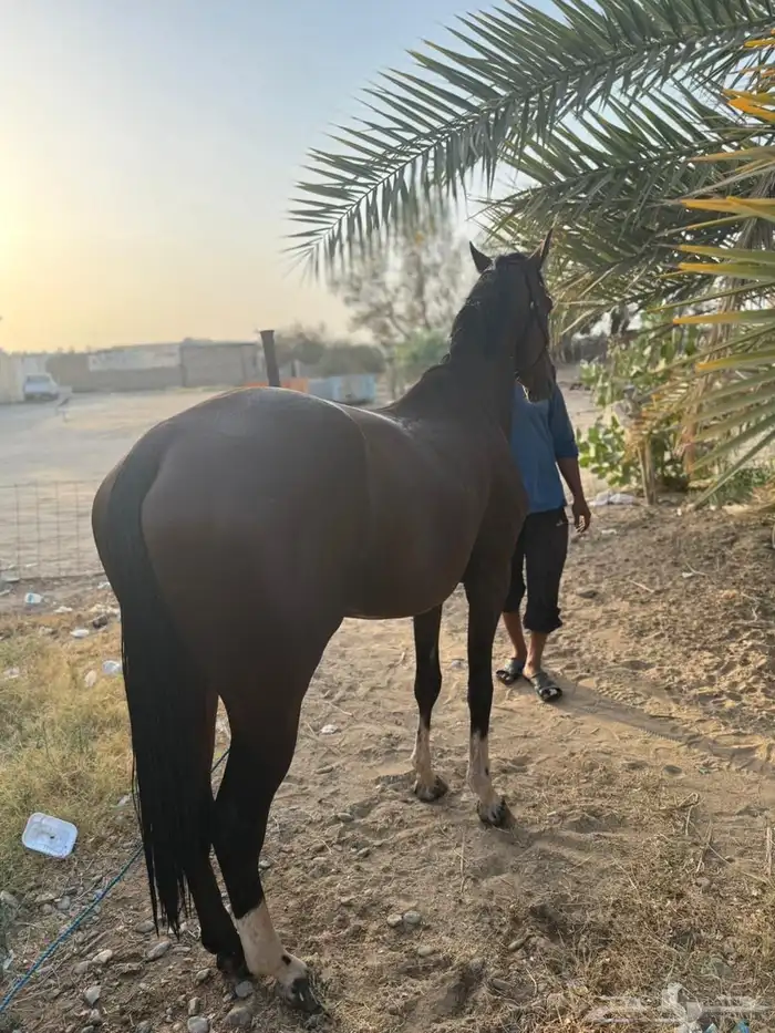 حصان عربي سرعه 3