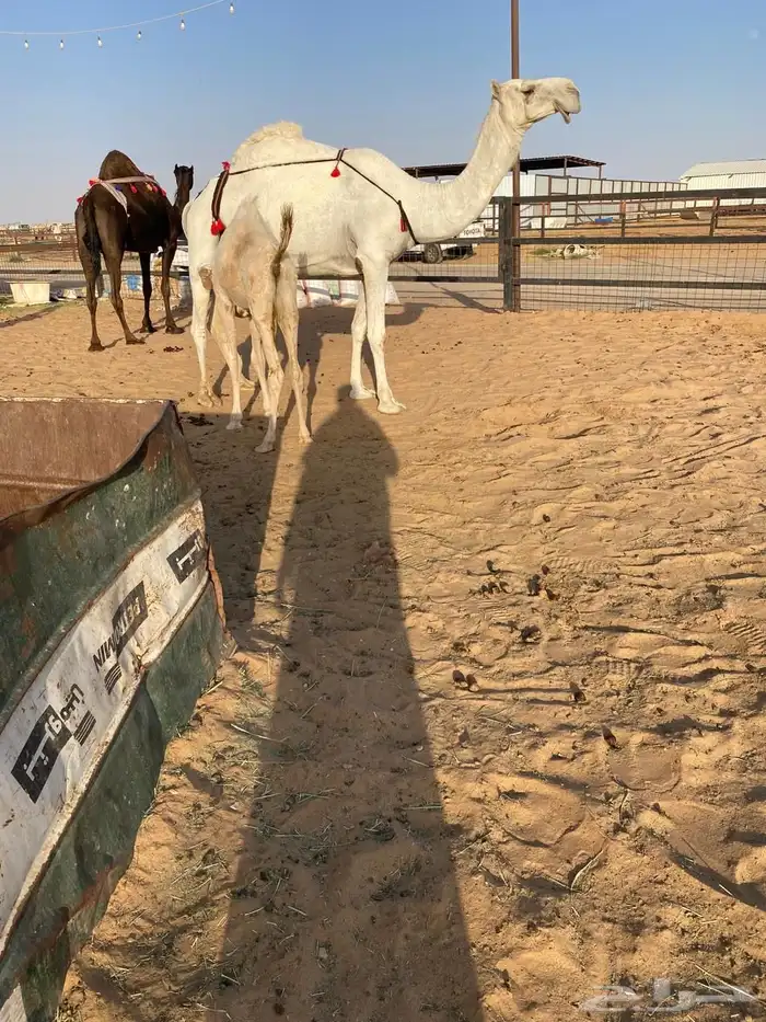 عشرا وضحا باتليه حدرها بكره 2