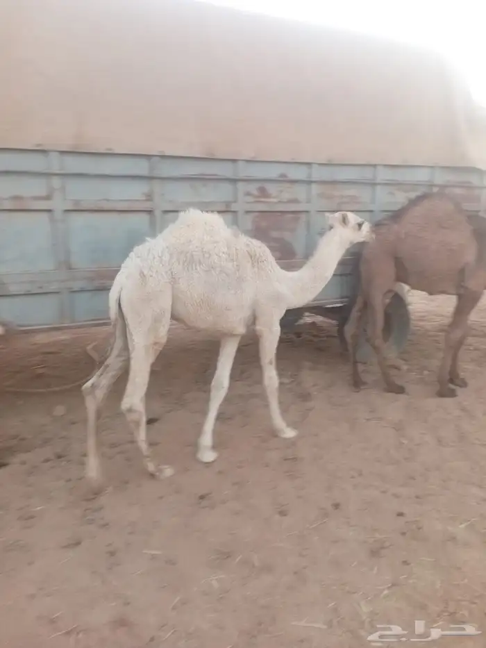 حاشي لباني على حليب وسرحه رمث 0